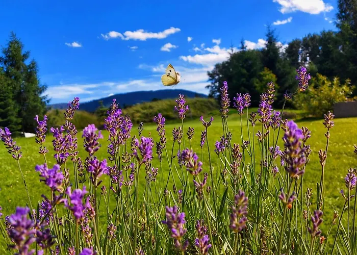 לינה וארוחת בוקר Topolej - Etno